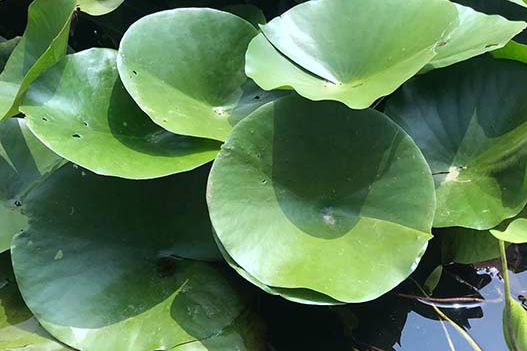 荷花和睡蓮可以種在一起嗎？