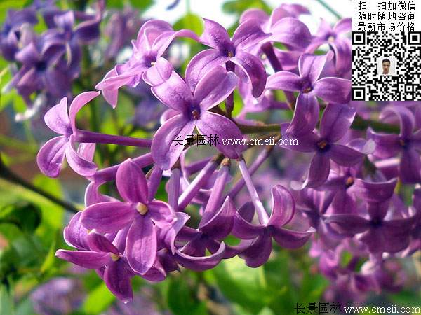 丁香花丁香樹