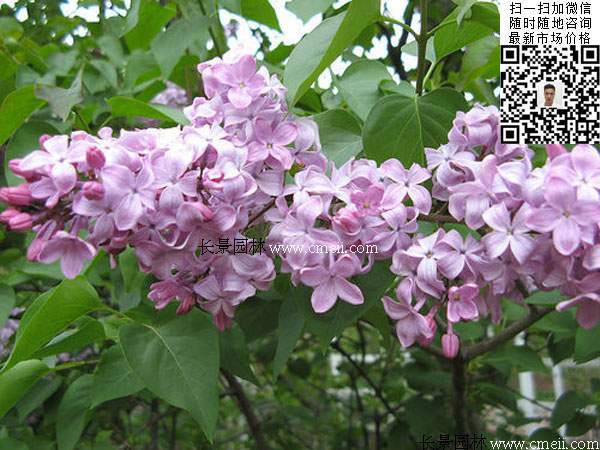 丁香花丁香樹