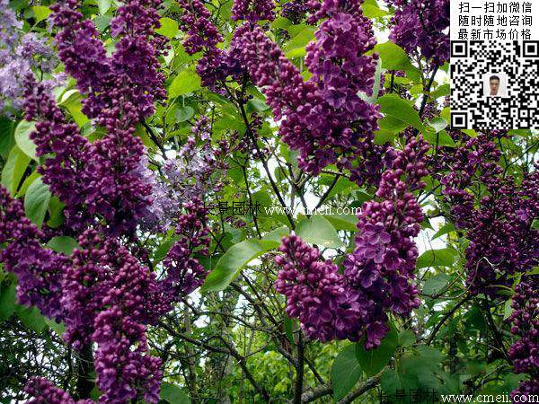 丁香花丁香樹
