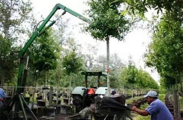 外國苗圃綠化苗木 外國苗圃綠化苗木