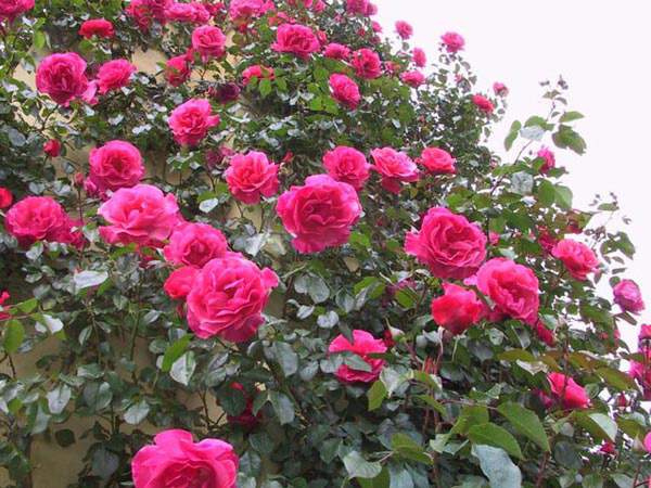 藤本月季安吉拉 藤本月季安吉拉