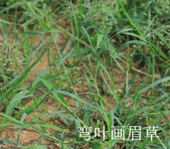 彎葉畫眉草 彎葉畫眉草