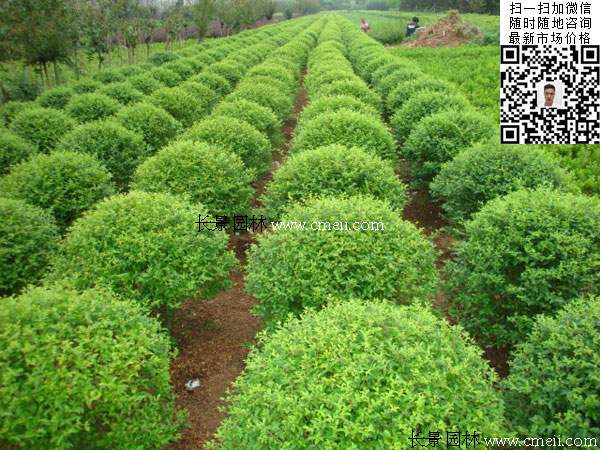 小葉女貞球最新價(jià)格_報(bào)價(jià)信息 小葉女貞球最新價(jià)格_報(bào)價(jià)信息