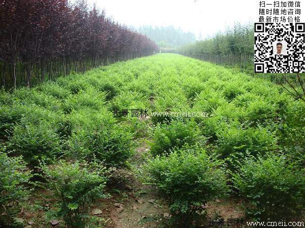 小葉女貞球最新價(jià)格_報(bào)價(jià)信息 小葉女貞球最新價(jià)格_報(bào)價(jià)信息