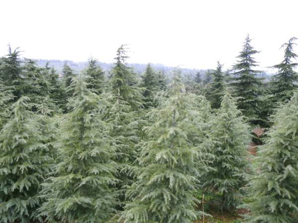 雪松苗的價(jià)格 雪松苗的價(jià)格