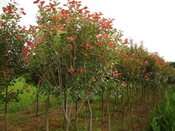 綠化苗木采購(gòu)過(guò)程中需要注意哪些？