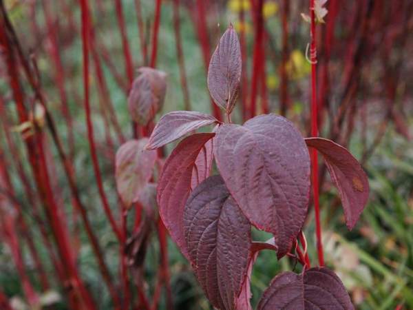 紅瑞木扦插繁育技術要點
