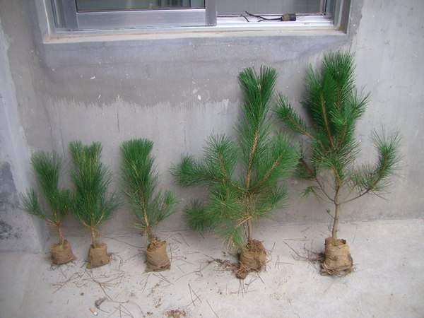 黑松種子什么時候種好,怎么種發芽率高?