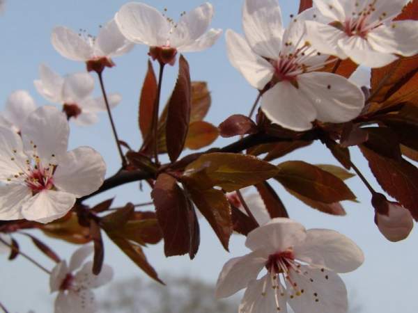 紫葉李和紅葉李的花語是什么?