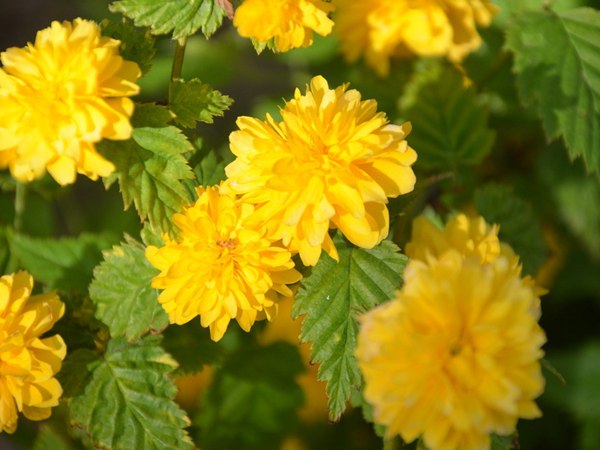 棣棠花的種植有哪些需要注意的地方?