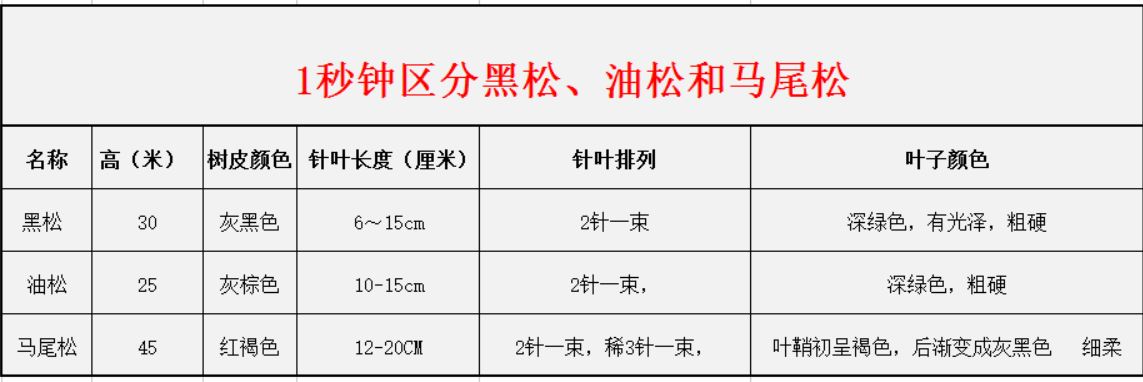 1秒鐘區(qū)分黑松、油松和馬尾松