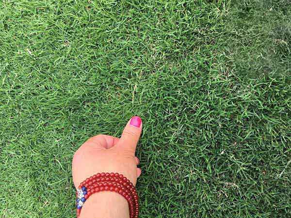 百慕大草坪圖片 百慕大草坪圖片