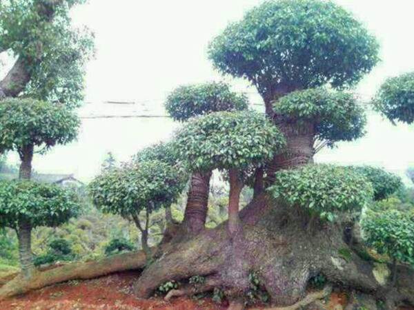 香樟樹(shù) 香樟樹(shù)