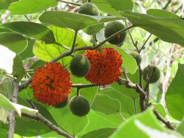 構(gòu)樹果實 構(gòu)樹果實