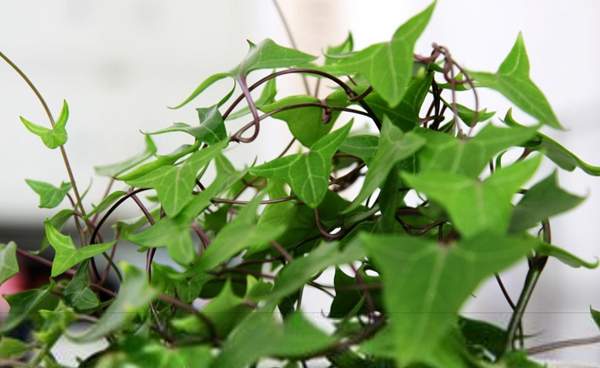 小葉洋常春藤 小葉洋常春藤