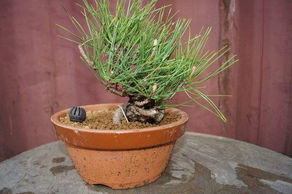 瑞寶黑松 瑞寶黑松