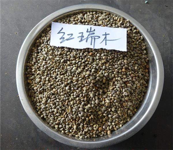 紅瑞木種子 紅瑞木種子