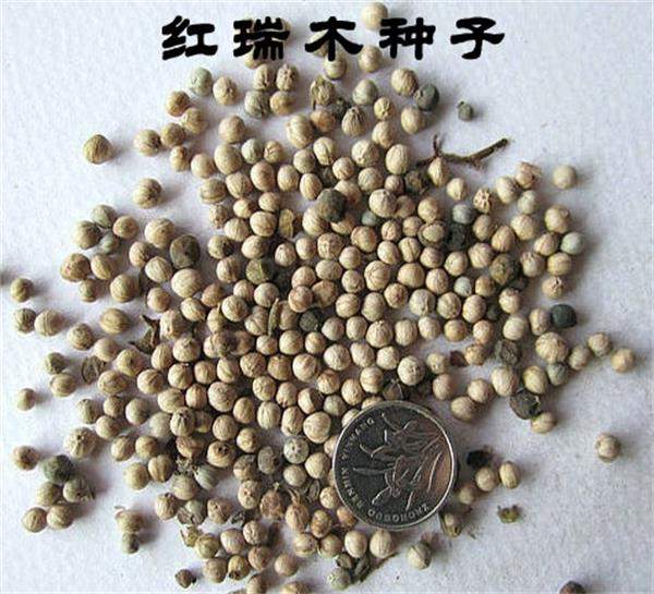 紅瑞木種子 紅瑞木種子