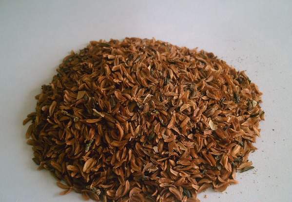 連翹種子 連翹種子