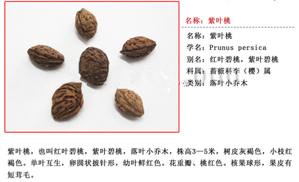 紫葉桃種子 紫葉桃種子