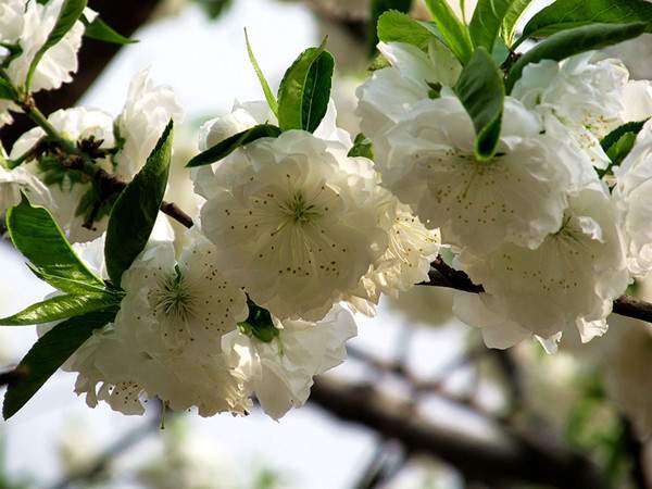 白花碧桃--長(zhǎng)景園林 白花碧桃--長(zhǎng)景園林