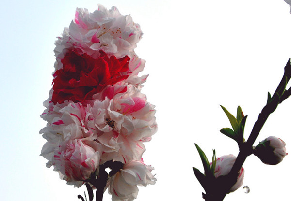 紅白碧桃-長(zhǎng)景園林 紅白碧桃-長(zhǎng)景園林