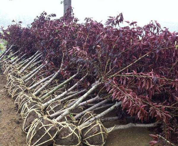 紫葉碧桃發(fā)貨--長景園林 紫葉碧桃發(fā)貨--長景園林