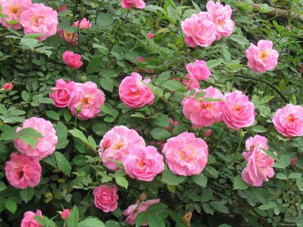 豐花玫瑰 豐花玫瑰