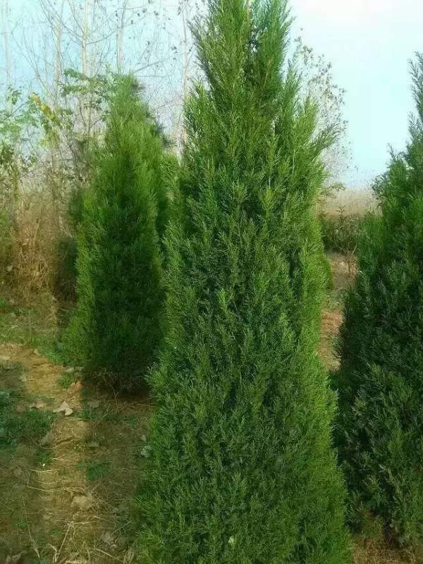 高度3米3.5米大蜀檜裝車_現場圖片 高度3米3.5米大蜀檜裝車_現場圖片