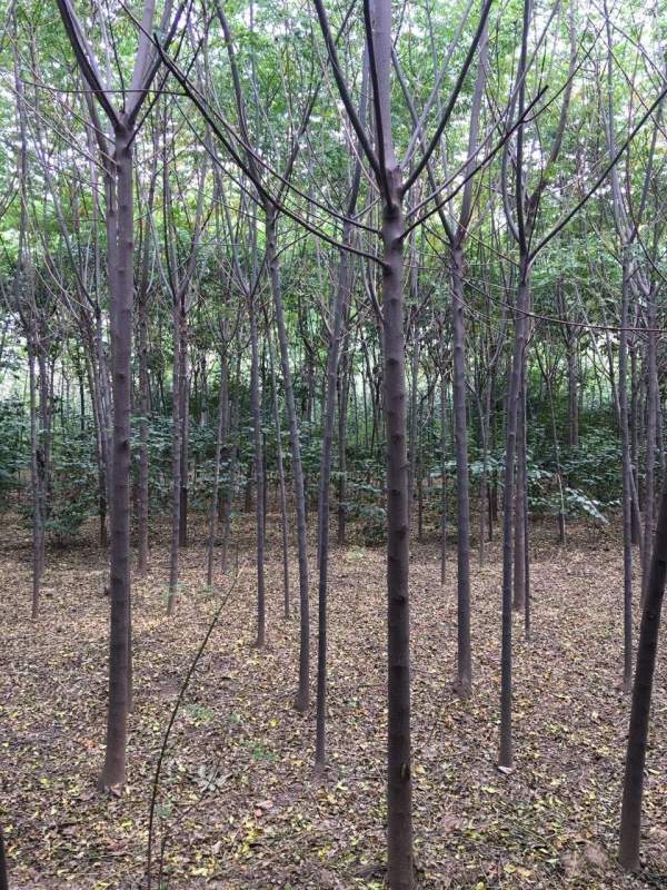 13公分14公分15公分苦楝樹 13公分14公分15公分苦楝樹