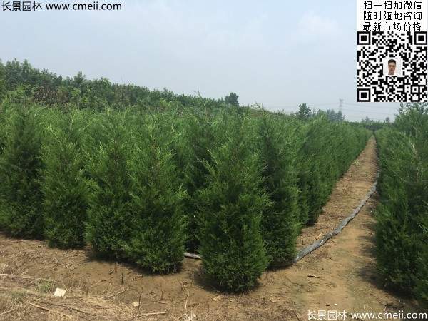 高度2.2米2.5米大蜀檜精品苗冠幅大 高度2.2米2.5米大蜀檜精品苗冠幅大