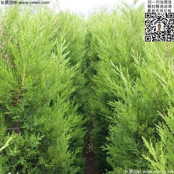 高度50公分60公分70公分蜀檜大量批發供應 高度50公分60公分70公分蜀檜大量批發供應