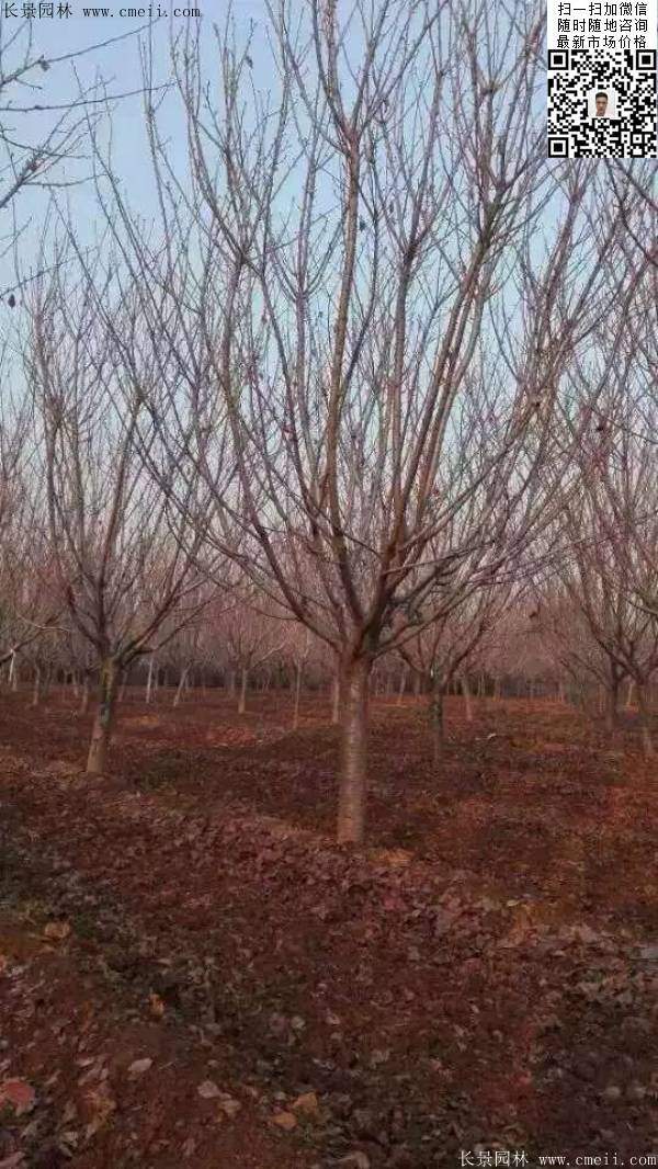 地徑14公分15公分16公分櫻花樹 地徑14公分15公分16公分櫻花樹