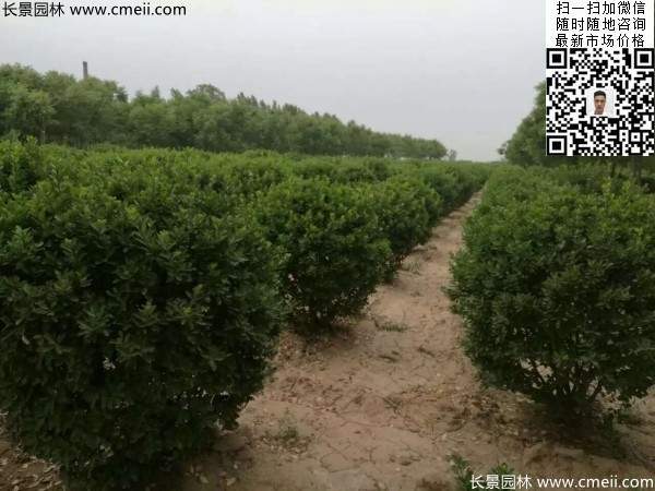 冠幅1.4米1.5米1.6米大葉黃楊球 冠幅1.4米1.5米1.6米大葉黃楊球