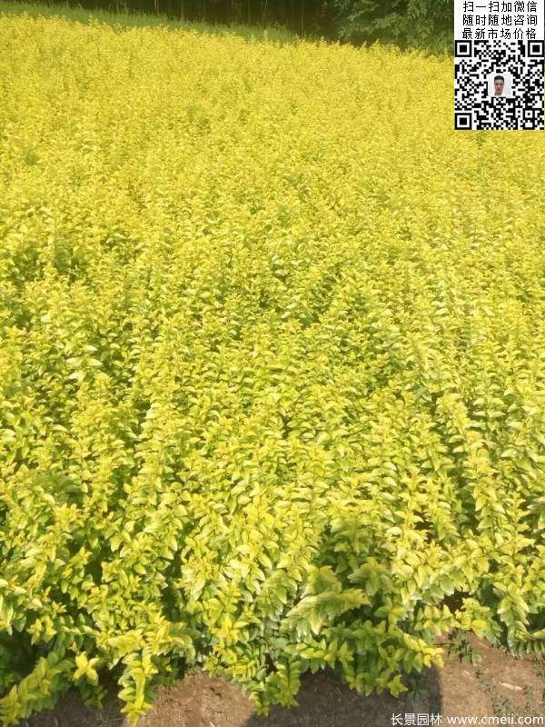 高度30公分40公分50公分金葉女貞苗苗圃現(xiàn)場(chǎng)圖片 高度30公分40公分50公分金葉女貞苗苗圃現(xiàn)場(chǎng)圖片