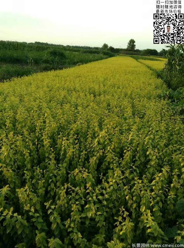 高度30公分40公分50公分金葉女貞苗苗圃現(xiàn)場(chǎng)圖片 高度30公分40公分50公分金葉女貞苗苗圃現(xiàn)場(chǎng)圖片