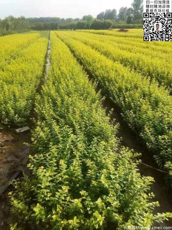 高度30公分40公分50公分金葉女貞苗苗圃現(xiàn)場(chǎng)圖片 高度30公分40公分50公分金葉女貞苗苗圃現(xiàn)場(chǎng)圖片