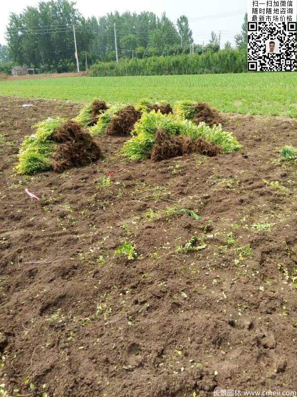 高度30公分40公分50公分金葉女貞苗苗圃現(xiàn)場(chǎng)圖片 高度30公分40公分50公分金葉女貞苗苗圃現(xiàn)場(chǎng)圖片