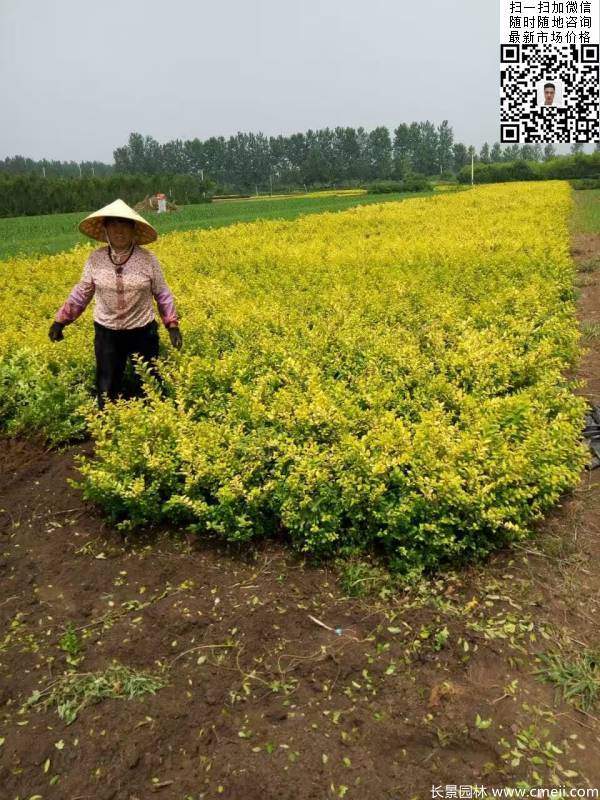 高度30公分40公分50公分金葉女貞苗苗圃現(xiàn)場(chǎng)圖片 高度30公分40公分50公分金葉女貞苗苗圃現(xiàn)場(chǎng)圖片