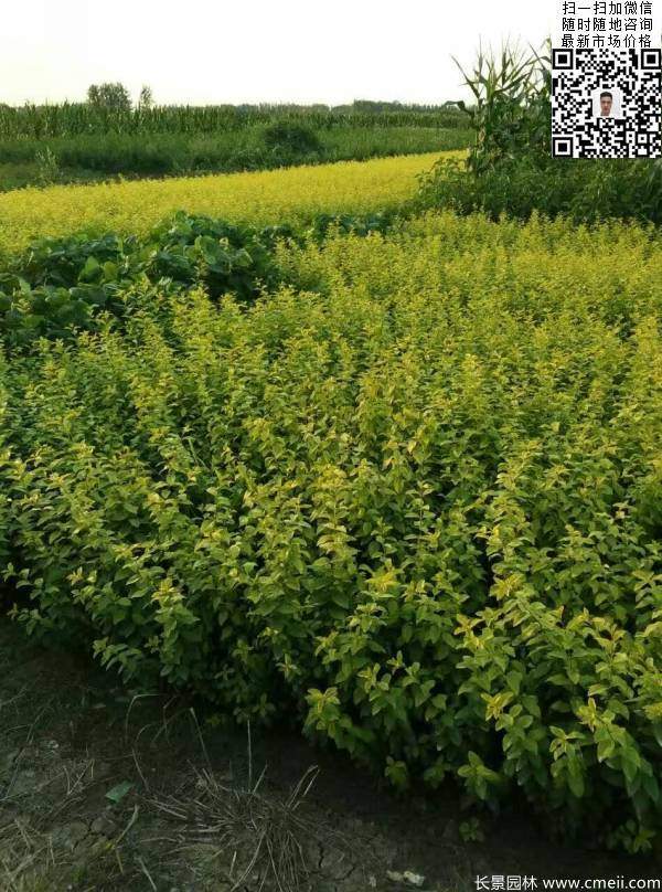 高度30公分40公分50公分金葉女貞苗苗圃現(xiàn)場(chǎng)圖片 高度30公分40公分50公分金葉女貞苗苗圃現(xiàn)場(chǎng)圖片