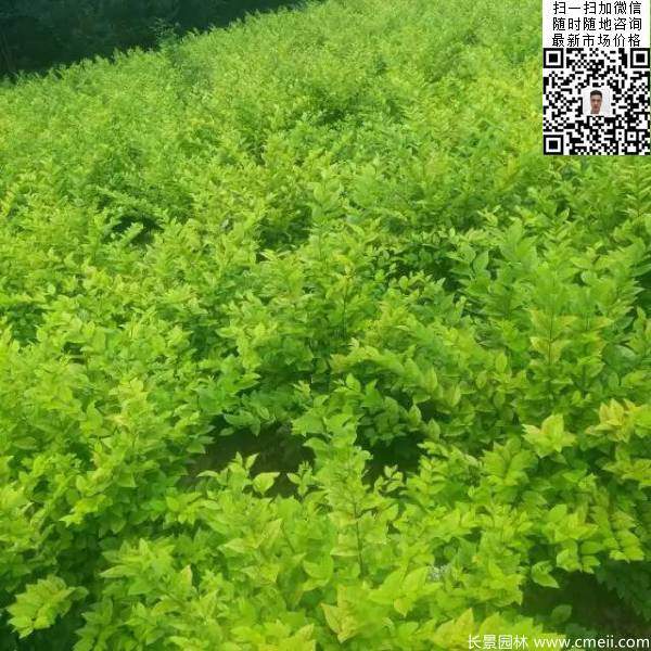 高度30公分40公分50公分金葉女貞苗苗圃現(xiàn)場(chǎng)圖片 高度30公分40公分50公分金葉女貞苗苗圃現(xiàn)場(chǎng)圖片