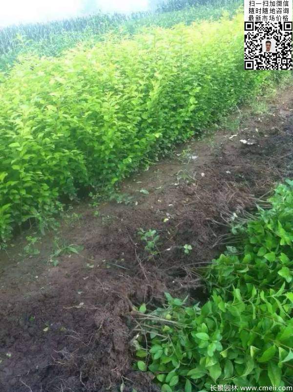 高度30公分40公分50公分金葉女貞苗苗圃現(xiàn)場(chǎng)圖片 高度30公分40公分50公分金葉女貞苗苗圃現(xiàn)場(chǎng)圖片