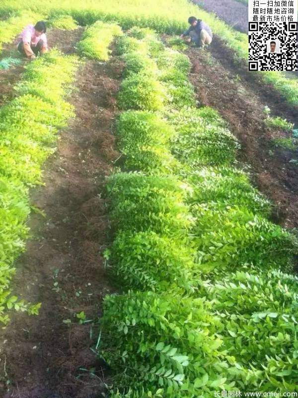 高度30公分40公分50公分金葉女貞苗苗圃現(xiàn)場(chǎng)圖片 高度30公分40公分50公分金葉女貞苗苗圃現(xiàn)場(chǎng)圖片