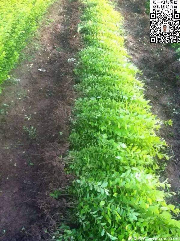 高度30公分40公分50公分金葉女貞苗苗圃現(xiàn)場(chǎng)圖片 高度30公分40公分50公分金葉女貞苗苗圃現(xiàn)場(chǎng)圖片