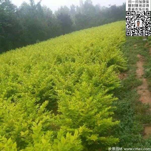 高度40公分50公分60公分金葉女貞苗圖片 高度40公分50公分60公分金葉女貞苗圖片