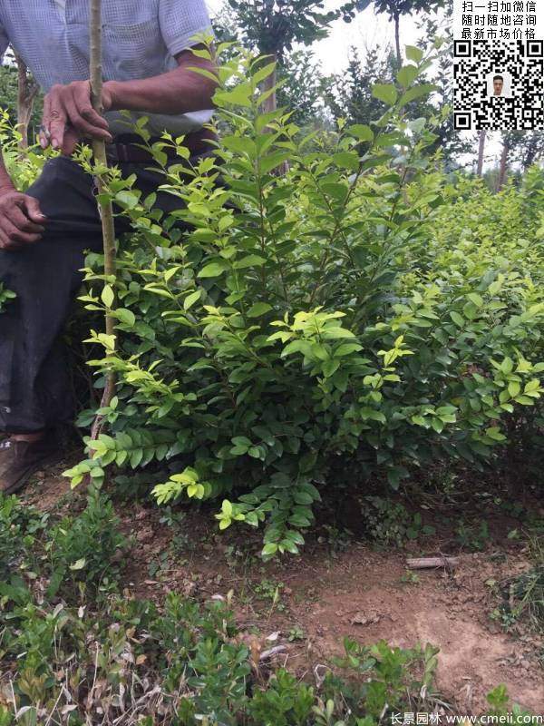 冠幅50公分60公分金葉女貞球圖片 冠幅50公分60公分金葉女貞球圖片