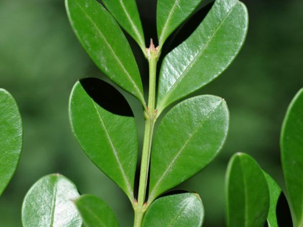 小葉黃楊葉 小葉黃楊葉