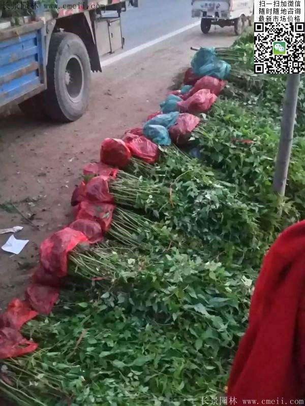 馬蘭棣棠裝車圖 馬蘭棣棠裝車圖