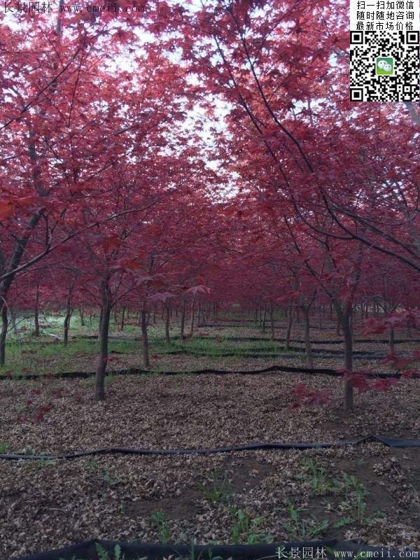 紅楓